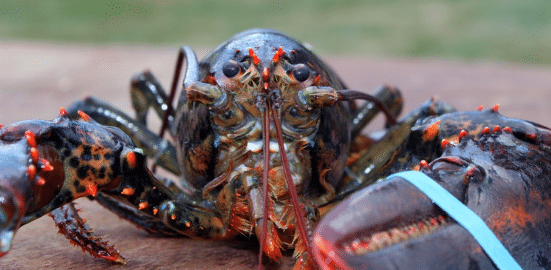 Европейский омар внешний вид