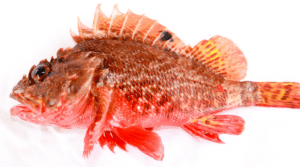 особенности строения плавников морского петуха