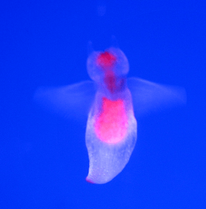 ангел морской