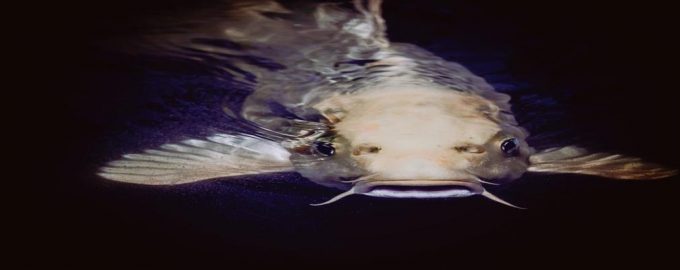 почему сом начал вымирать