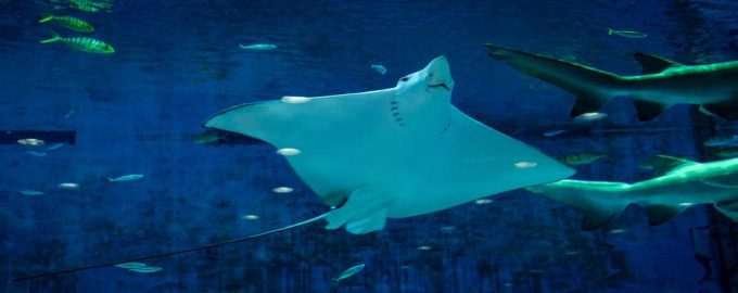 скат в движении