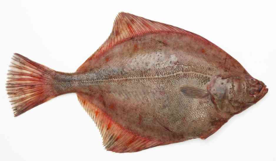 плоская рыба