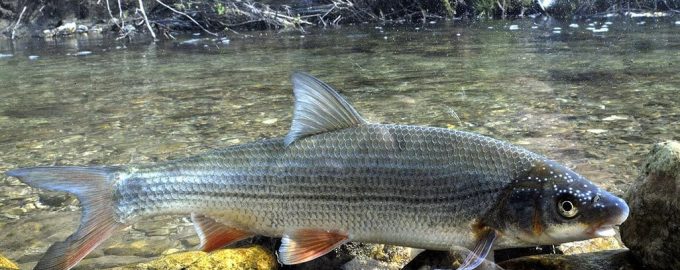 крупный подуст