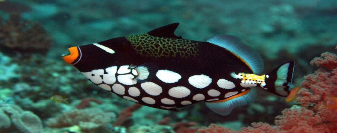 спинорог опасен для человека