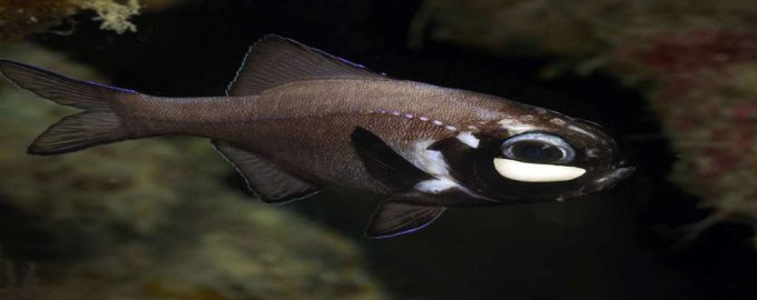 рыба которая светится под водой