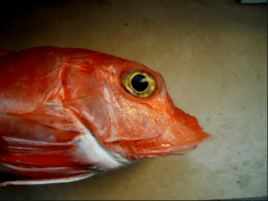 необыкновенная рыба тригла или морской петух