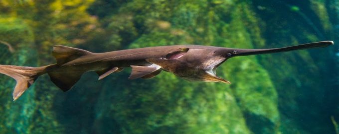 веслонос под водой