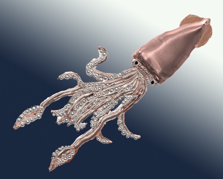 как выглядит кальмар