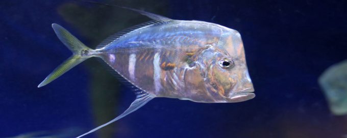 численность вомера постепенно сокращается