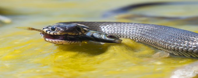 рыба змея плавает в воде