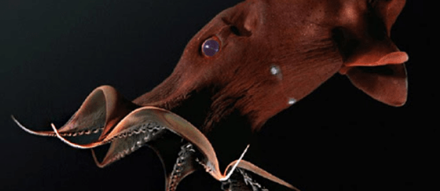 устрашающий вид глубоководного обитателя