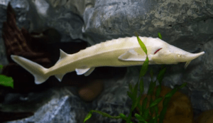 рыба белуга с белой кожицей 