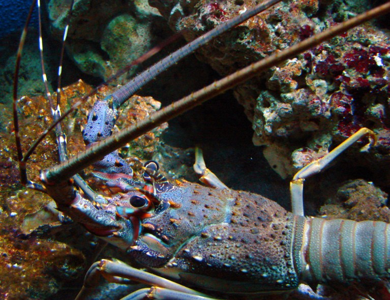 голубой омар