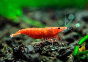 икру креветок есть можно 