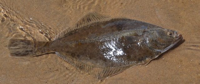 камбала на берегу