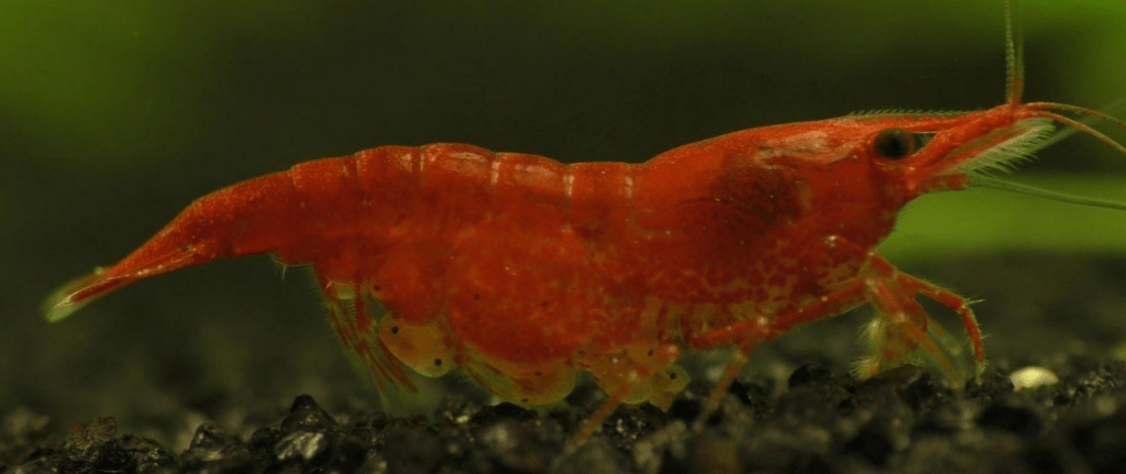 взрослая креветка с икрой на брюшке