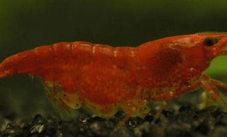 взрослая креветка с икрой на брюшке