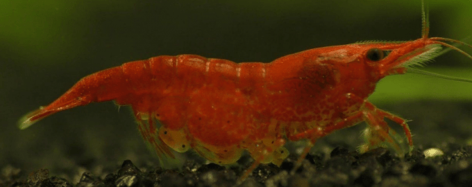 взрослая креветка с икрой на брюшке