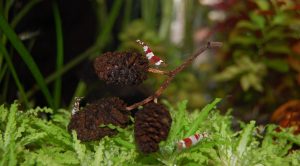 небольшие креветки в исскуственных условиях