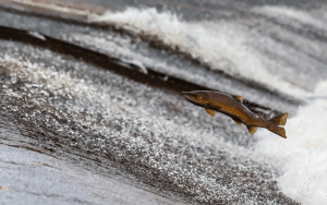 лосось в открытом водоеме
