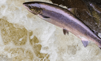 лосось прыгает в водоеме