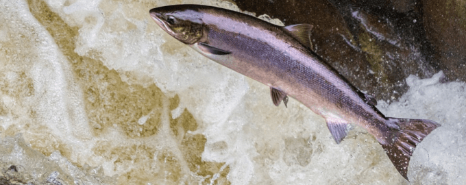 лосось прыгает в водоеме