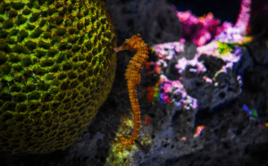 особенности строения морского конька