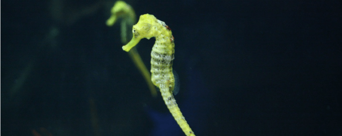 самуи вынашивают икру