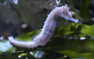 как выглядит морской конек