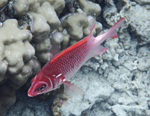 рыбу прозвали белкой из-за интересного окраса