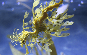 является рыбой и относится к группе лучеперых