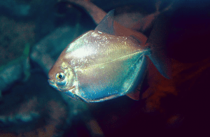 молодой серебристый метиннис