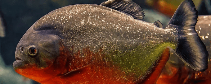 доллар очень похож на пиранью