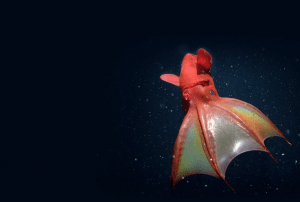 кальмар вампир не кровожадный