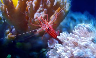 крупная и редкая креветка