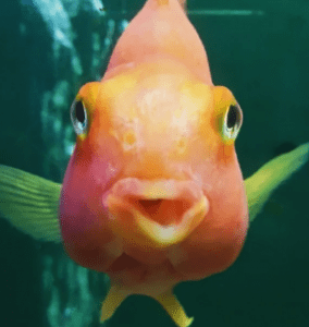 как выглядит рыба белка