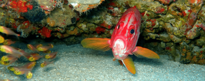 особи ведут парный образ жизни и не сбиваются в стаи