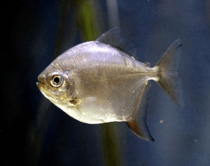 особенности строения рыбки