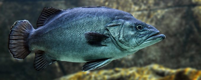 в морской рыбе есть паразиты