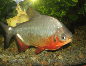 особенности окраса самцов во время спаривания