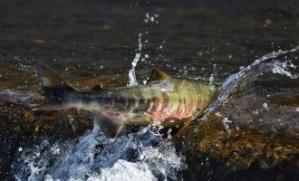 семга в естественной среде обитания