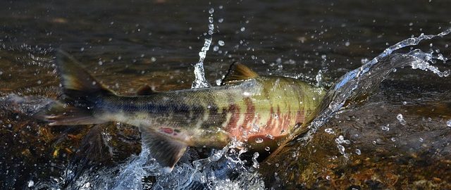 семга в естественной среде обитания