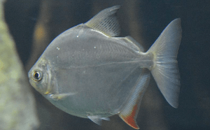 окрас плавников рыбы