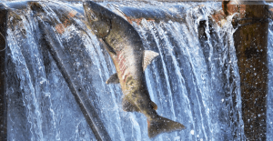 рыба сима в горной реке