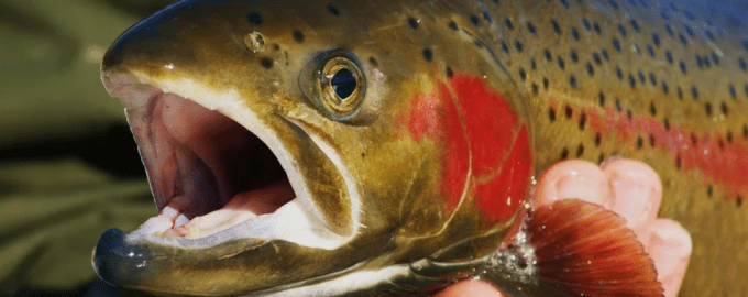 сима имеет внешнее сходство с другими лососевыми