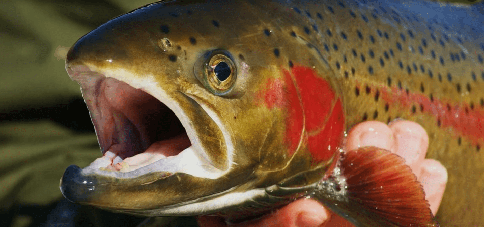 сима имеет внешнее сходство с другими лососевыми