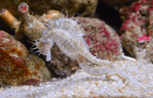 процесс спаривания мужской и женской особи