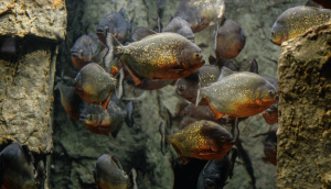 крупные рыбы в естественной среде