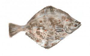 особенности строения и внешний вид камбалы