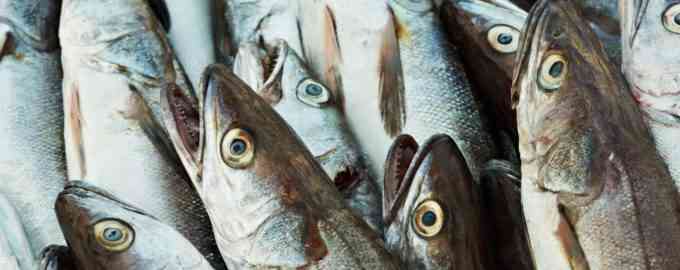 улов трески